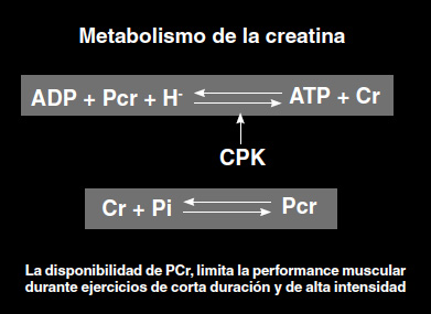 Metabolismo de la Creatina.